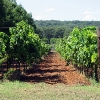 Fall Creek Vineyards