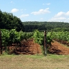 Fall Creek Vineyards