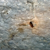 A lone bat in Longhorn Caverns